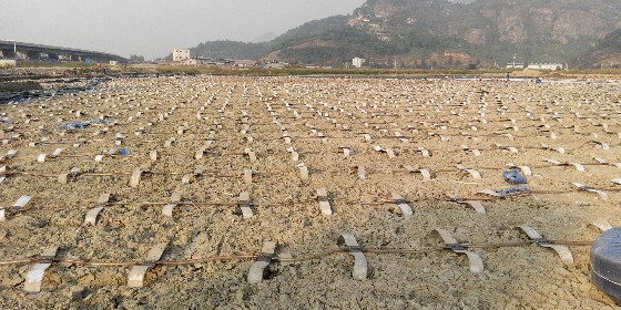 真空預(yù)壓軟基處理質(zhì)量要求