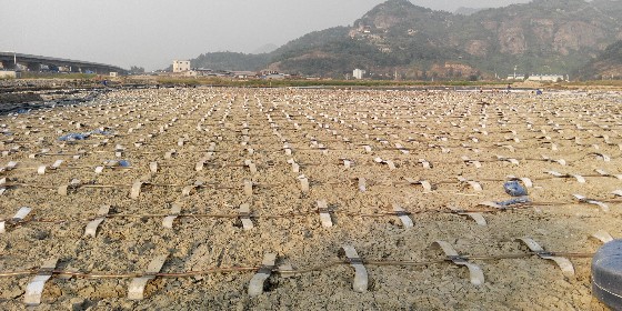 真空預壓軟基處理管網(wǎng)布設及鋪膜流程